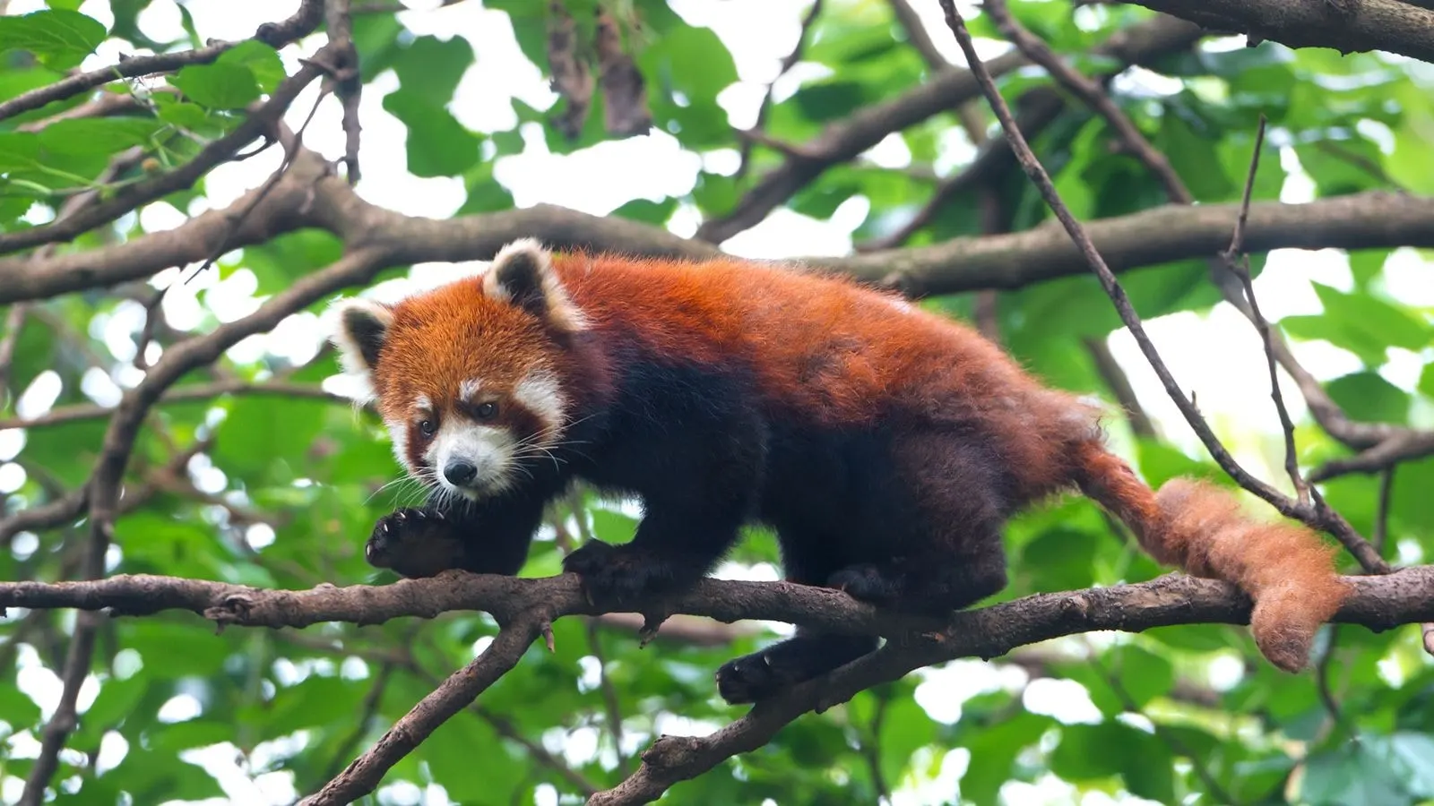 A red panda climbing along a tree branch