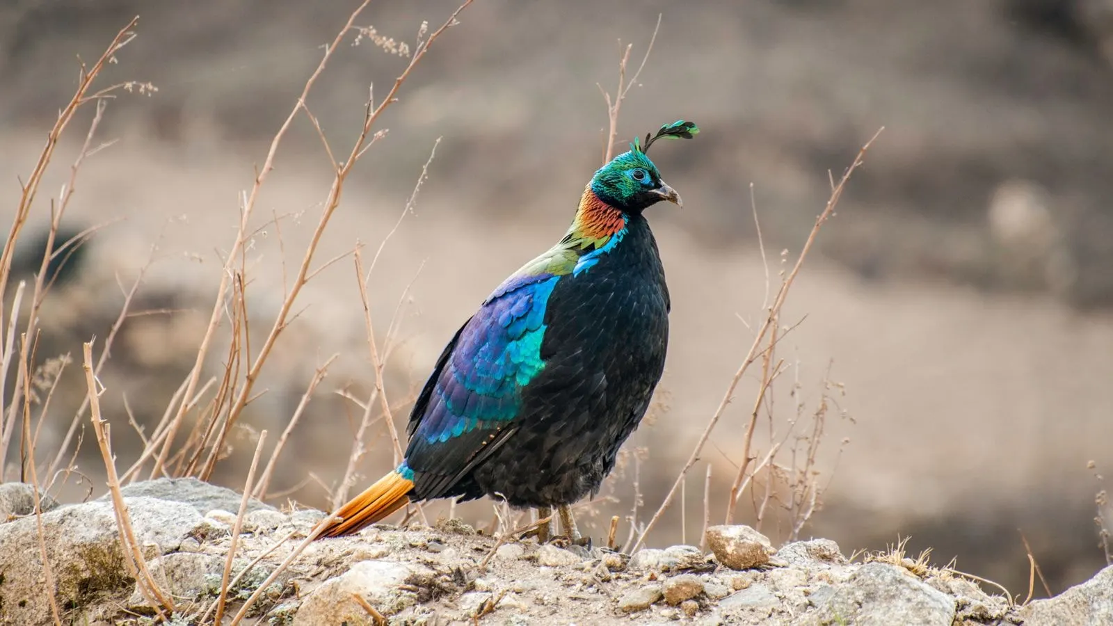 A Himalayan monal, Nepal's national bird
